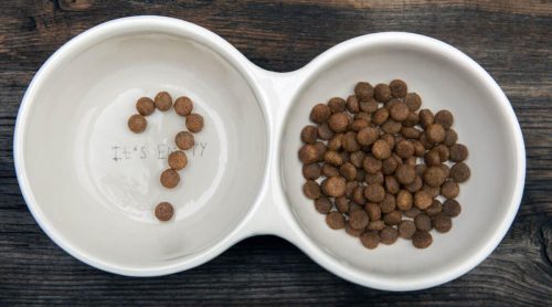 How to choose Dog food brands